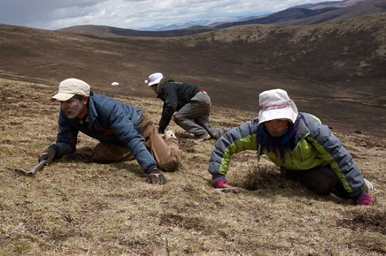 Địa điểm phát triển của đông trùng hạ thảo Tây Tạng