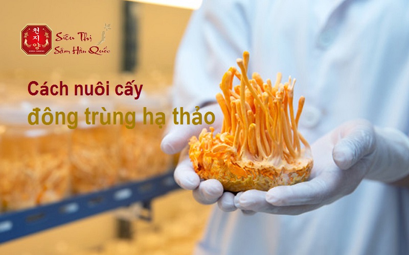 cach-nuoi-cay-dong-trung-ha-thao
