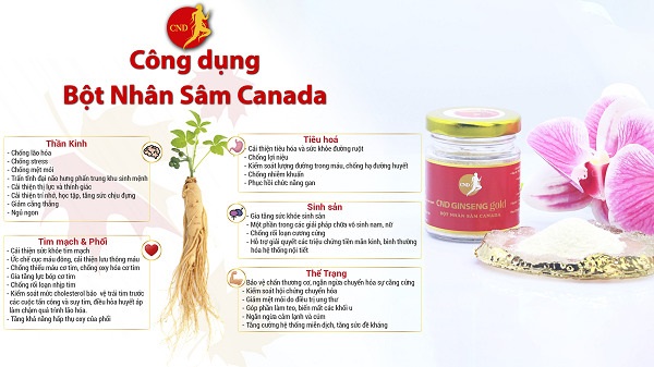 Công dụng tuyệt vời của bột nhân sâm Canada CND Ginseng Gold